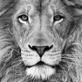 Melnā un Baltā Dzīvnieku Lion Mākslas Dekoru Audekla Apgleznošana Sienu Attēlu Safari Lion Foto Mākslas Izdrukas Un Plakātu Mūsdienu Mājas Dekoru